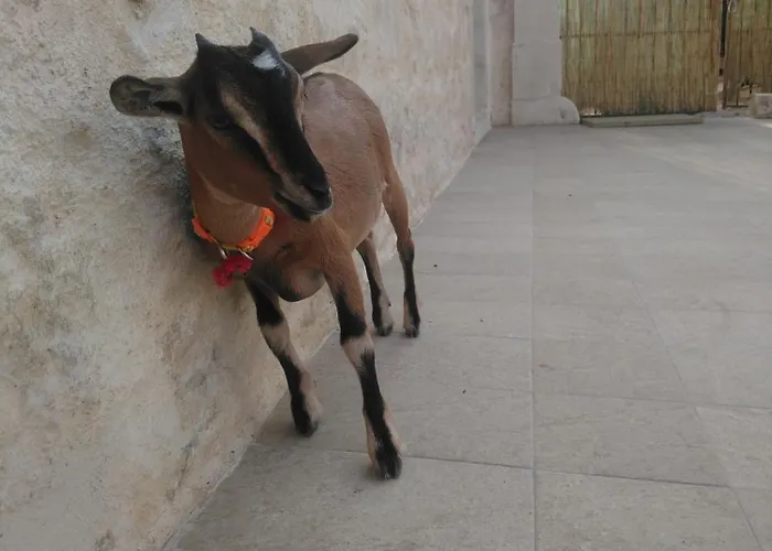 Feriegård Giardini Acantus *